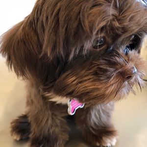 Meet your Posher, Phuong